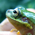 Squirrel treefrog
